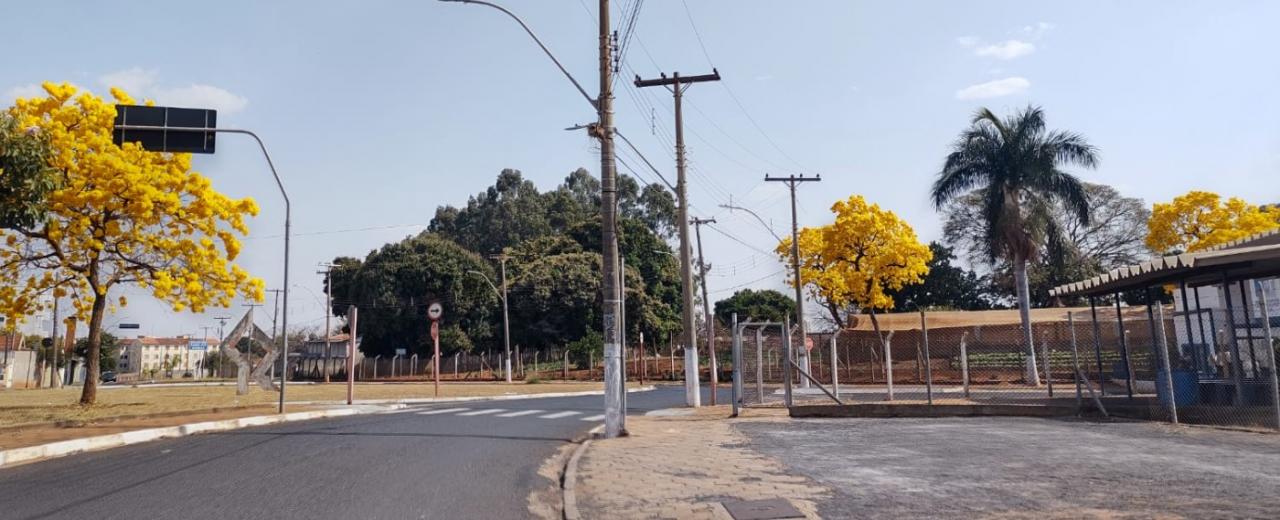 Foto 2 de 31 — Florada dos ipês dá novo colorido a Araraquara e internautas enviam fotos; veja